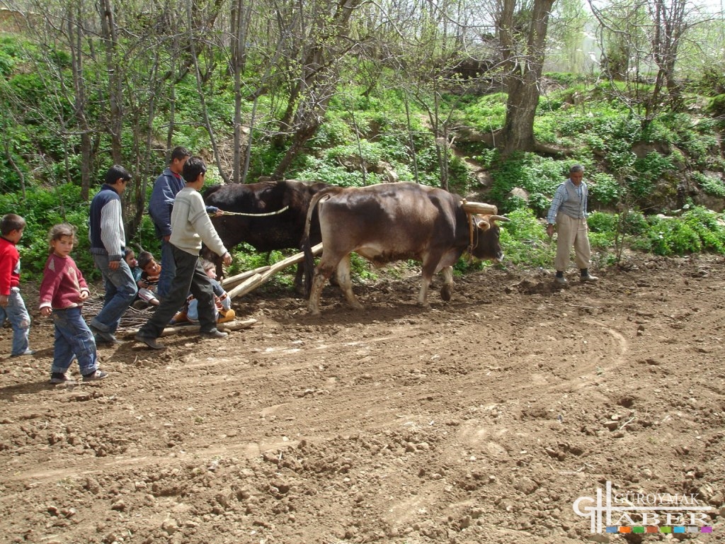 Çayarası (Xaysur)