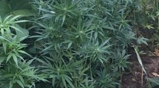 Fasulye tarlasında 272 kök hint keneviri ele geçirildi