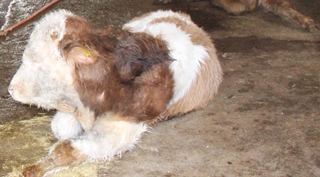 Günkırı Beldesinde 30 büyükbaş hayvan samandan zehirlendi