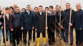 Güroymak'ta 2 bin 500 adet çınar ağacı toprakla buluştu