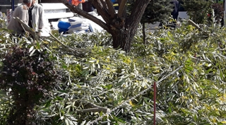 Güroymak'ta ağaç budama çalışmaları başladı