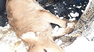 Güroymak'ta ahırda havasız kalan 43 hayvan telef oldu