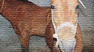 Güroymak'ta çaldıkları atlarla yakalandılar