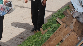 Güroymak'ta sebze fidelerinin satışına başlandı