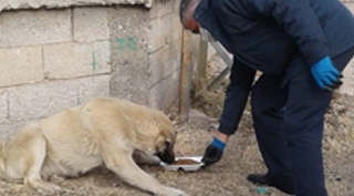 Güroymak'ta sokak hayvanları için mama ve su bırakıldı