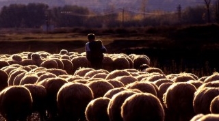 Haber alınamayan çobanın cesedi bulundu
