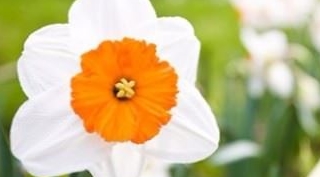 İlk cemre bugün düşüyor