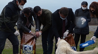 Kaymakam Sancaktutar sokak hayvanları için çalışma başlattı