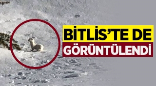 Nesli tükenmekte olan Beyaz Gelincik Bitlis'te de görüntülendi