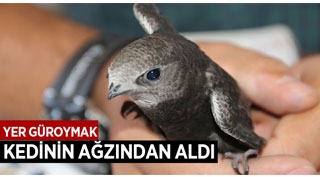 Sıcaktan dolayı düşen ebabil kuşunu kedinin pençesinden kurtardı