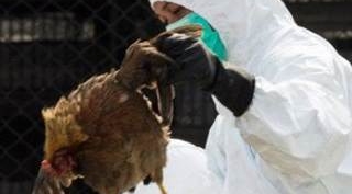 Tokat'ta kuş gribine rastlandı