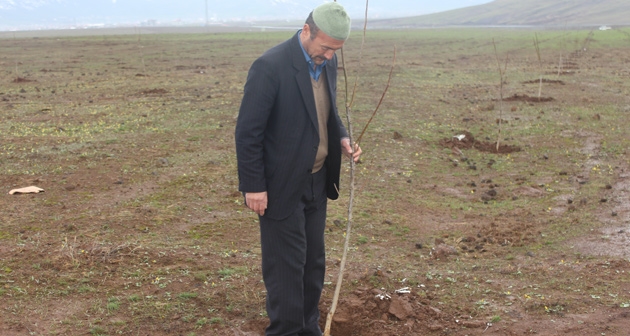 Güroymak’ta 500 dönüme 10 bin ceviz fidesi dikildi