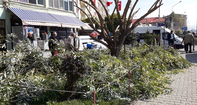 Güroymak'ta ağaç budama çalışmaları başladı