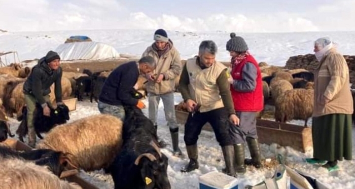 Güroymak'ta hayvanları aşılama çalışması yapıldı