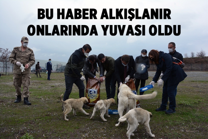 Kaymakam Sancaktutar sokak hayvanları için çalışma başlattı