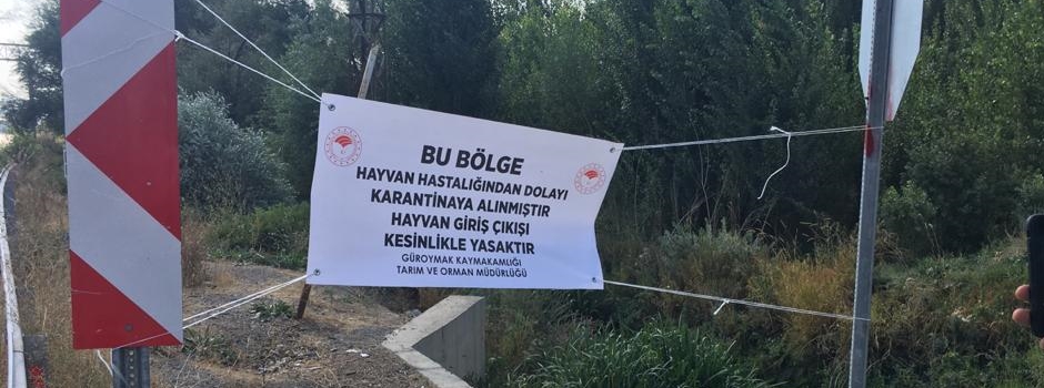 Güroymak’ta şarbon hastalığı tespit edildi